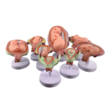 8 X Модель плода Анатомическая Модель развития плода Человека Анатомия беременности Медицинский Материал для обучения Развитию эмбриона