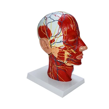 Анатомическая модель головы и шеи человека с мышцами, нервно-сосудистыми школьными принадлежностями